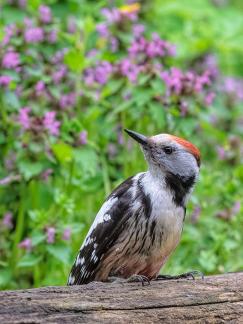 Flower woodpecker