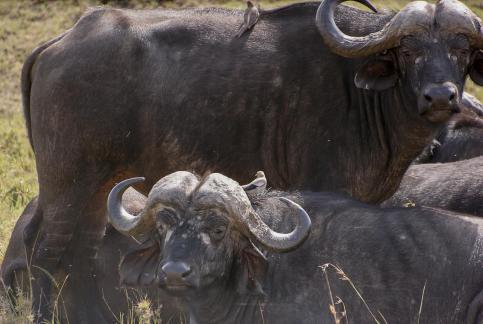 Sad buffaloes