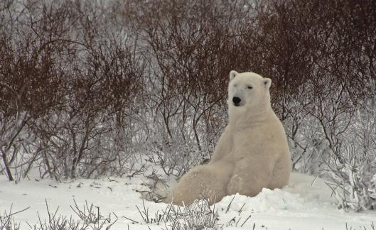 Polar bear sitting upright 1