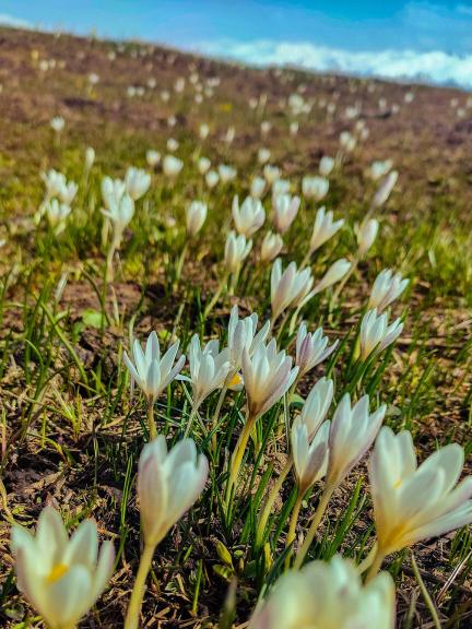 Grassland flower 2