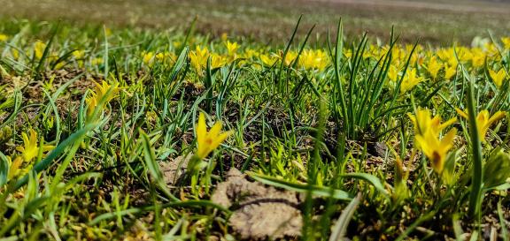 Grassland flower 1