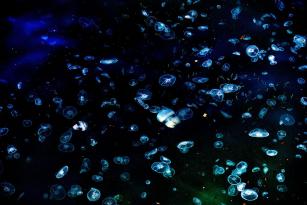 Jellyfish202423