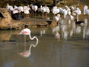 Flamingos2