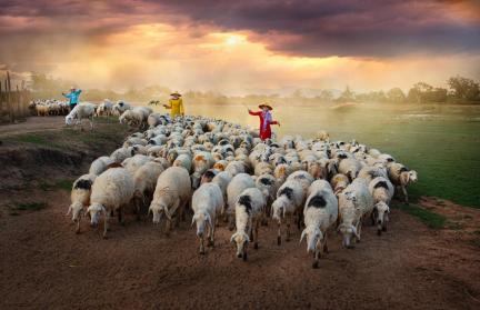 Sheep post