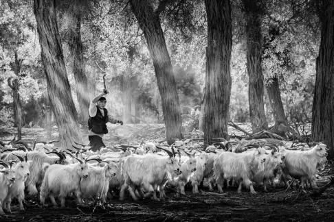 Goats and the shepherd