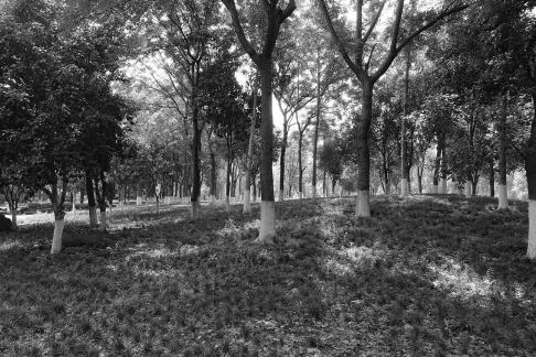 The trees make a pleasant shade