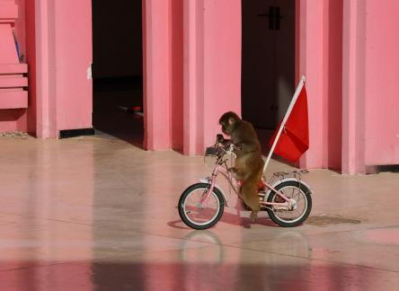 an animal show 12