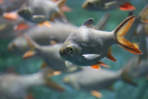Thai crucian carp 7