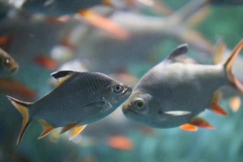 Thai crucian carp 8