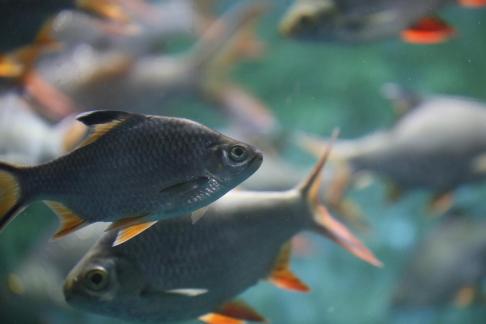 Thai crucian carp 9