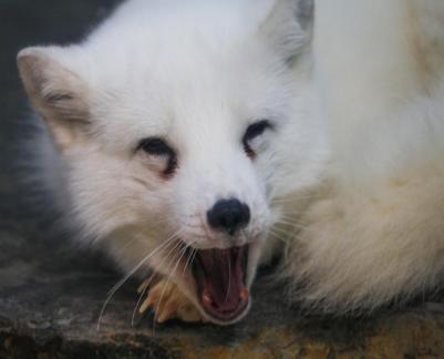 White Fox 6