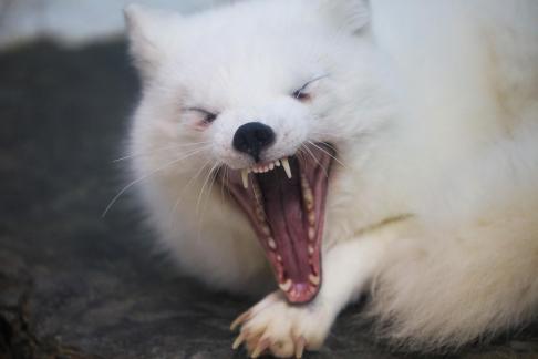 White Fox 7