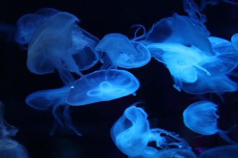 jellyfish 2