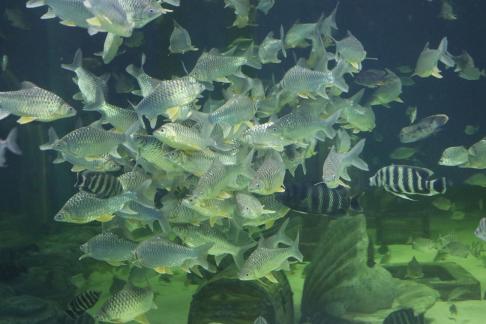 Pomfret 2