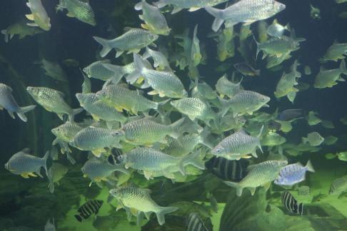 Pomfret 3