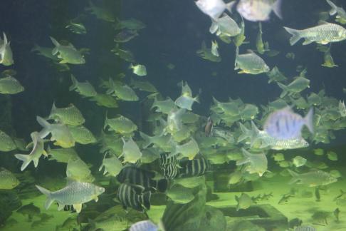 Pomfret 4