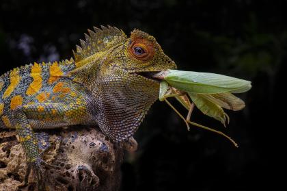 Gonocephalus Chameleontinus