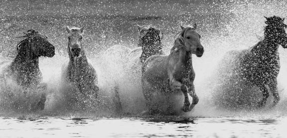 Iron hooves treading on the waves