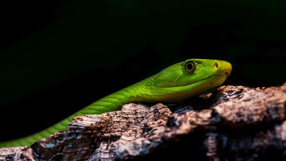 Dendroaspis viridis 8219
