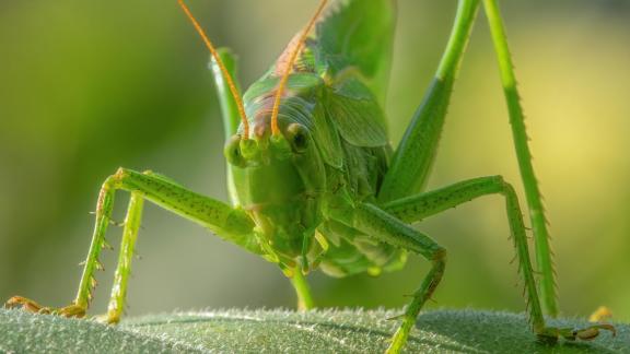 Tettigonia 6573