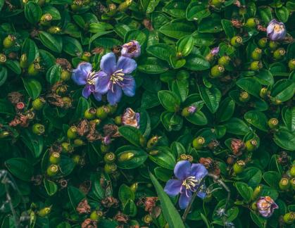 Ksitigarbha flowers