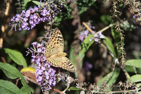 Butterfly on a flower-2