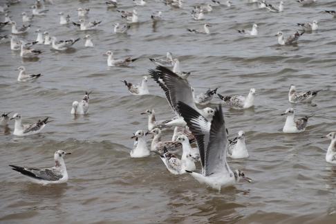 White Feather Sweeping Waves 5