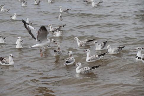 White Feather Sweeping Waves 7