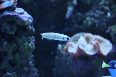 Small fish wandering around