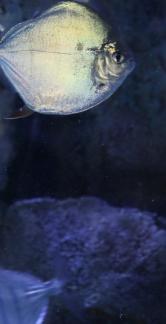 Metynnis hypsauchen 3