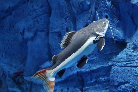 Red tailed catfish 1