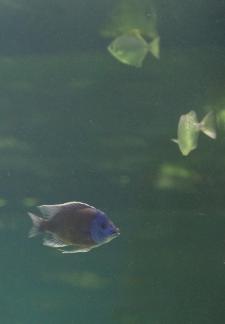 Sapphire Fish