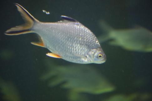 Thai crucian carp 1