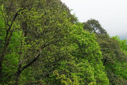 Green curtain hanging clouds 9