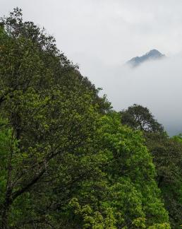 Green curtain hanging clouds 10