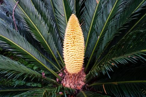 sago cycad