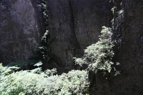 Green between cliffs 7