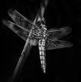 Shy Dragonfly