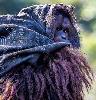 The elderly scavenger at the zoo