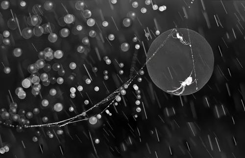 makeup net in rain  b