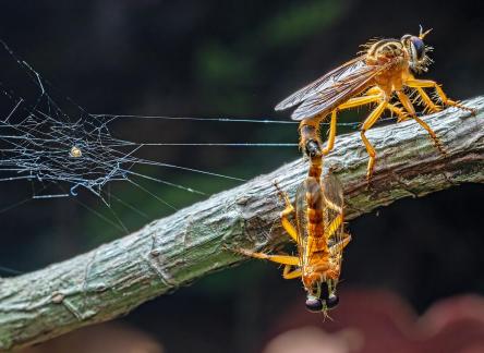 Ultimate love Until death