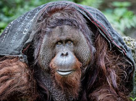 Winter sun orangutan 04