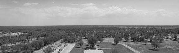 Desert becomes forest 1