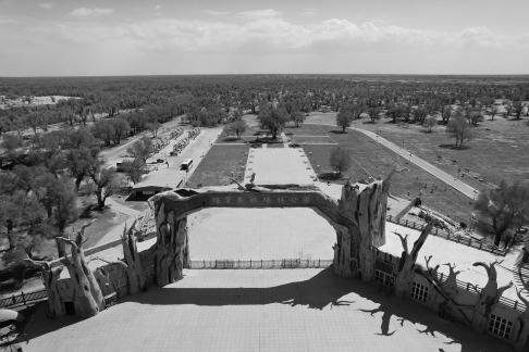 Desert becomes forest 2