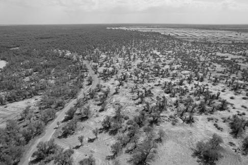 Desert becomes forest 3