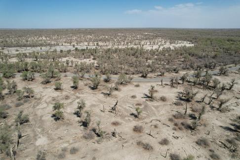 Desert becomes forest 9