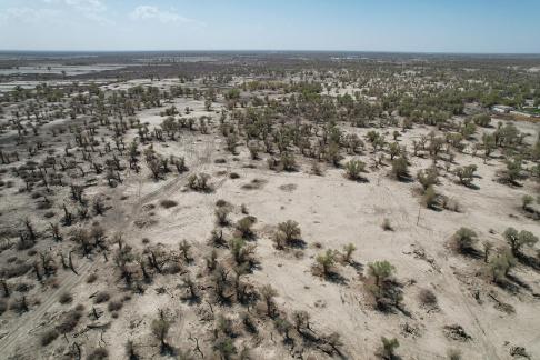 Desert becomes forest 10