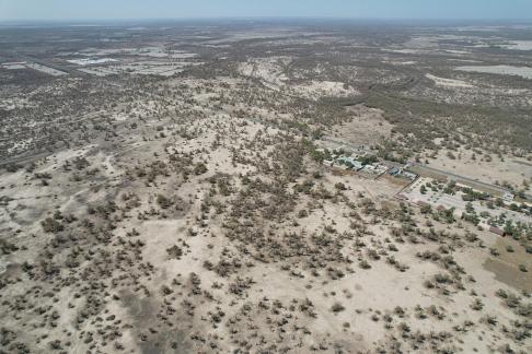 Desert becomes forest 11