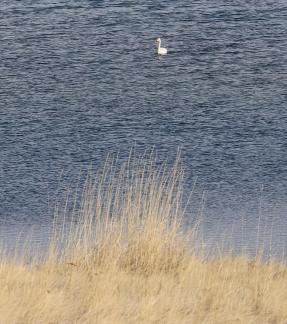 Middle reaches of Swan Lake 3