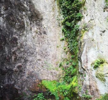 Green Wilderness and Tranquility 11